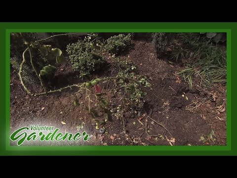Видео: Цэцэрлэгийн үер - Үерийн эвдрэлээс ургамлыг хэрхэн аврах вэ