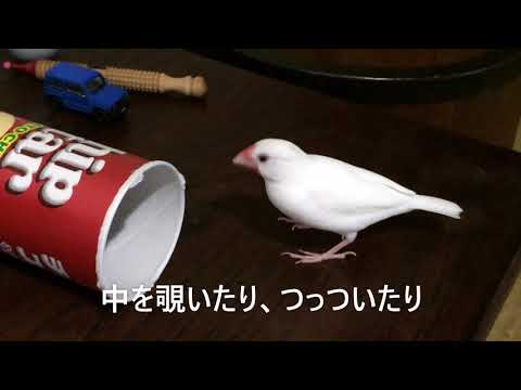 なんでもおもちゃにする文鳥トルフィン  java sparrow