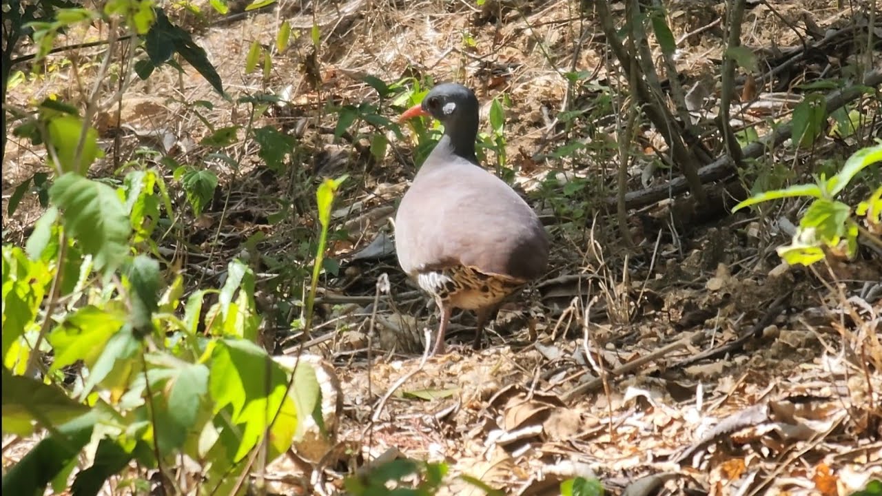 SE NÃOTIVESSE FILMADO NINGUEM ACREDITARIA! A Pé Roxo ficou Hipnotizado com o PIO