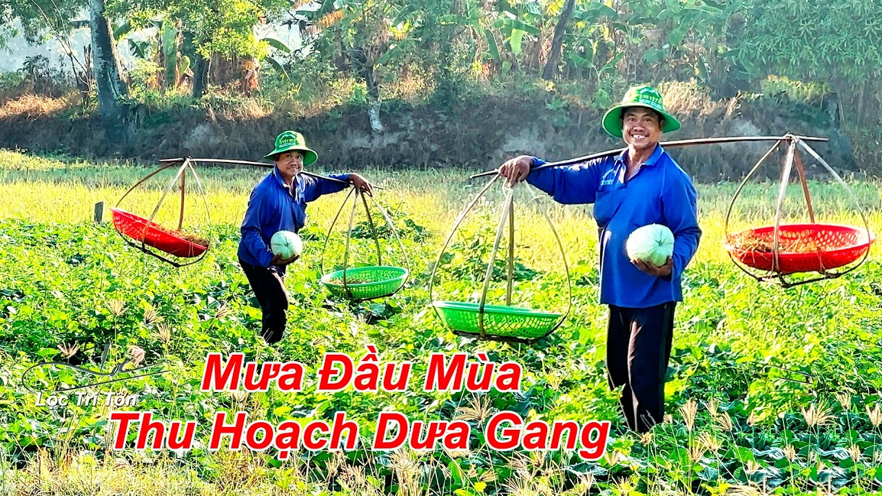 Встреча первых дождей сезона вместе с жителями Бай-Нуи: сбор дынь и огурцов ранним утром.