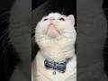 見つかったにゃ💦 #cat #scottishfold #白猫 #しろねこミルク #ねこ #猫のいる暮らし #MILK #ミルク