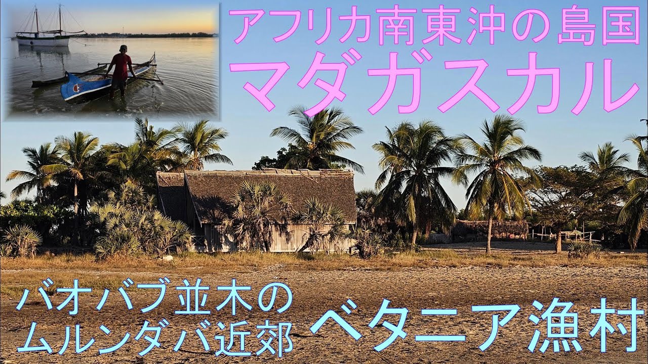 アフリカ南東沖の島国で固有種の宝庫マダガスカル。バオバブ並木で有名なムルンダバ近郊のベタニア漁村を早朝にボートと徒歩で観光しました（2025年5月19日）