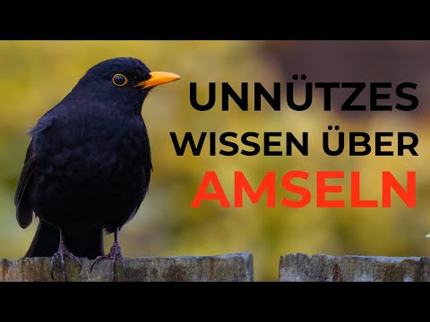 Unnützes Wissen über Amseln