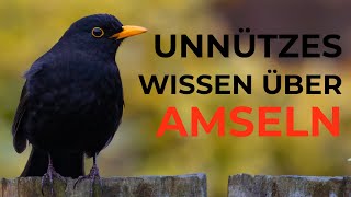 Unnützes Wissen über Amseln