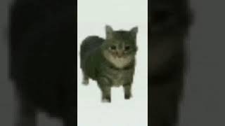 Olla spinner cat