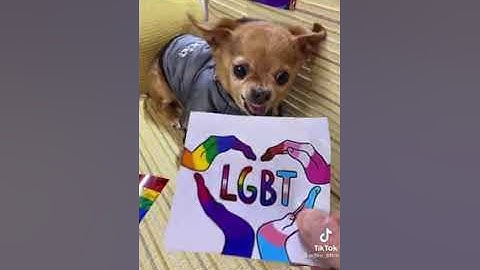 Il mio cane morde tutto check compilación de un chihuahua gracioso xd