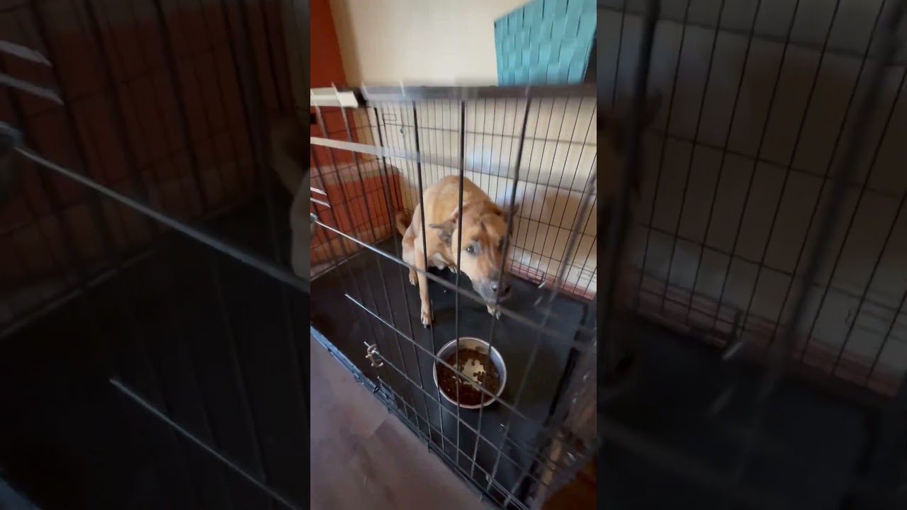 Bubba - Stress Testing for Guarding/Growling Take 2