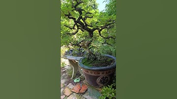 Cây me gìa trên chậu xưa|| Châu Ngọc vlog & bonsai #bonsai