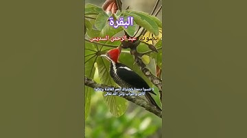 آيات بينات من سورة البقرة بصوت عبد الرحمن السديس.souret elbakara
