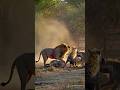 Scarred Savannah: Where Lions and Hyenas Bleed Together 😱🚨 #viralvideo #viral