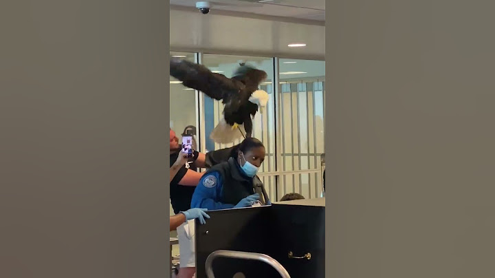 WATCH: Bald eagle goes through the TSA line at Charlotte airport #shorts