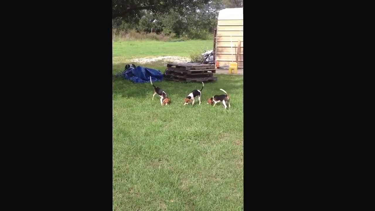 Hunting dogs 3 month old barking on deer leg trail YouTube