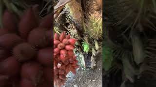 Download Lagu Salak @ Tadook garden... สละตาดุก MP3 Download Lagu Salak @ Tadook garden... สละตาดุก MP3