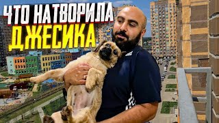 Что натворила Джесси😧. Тима отнесла в клинику.