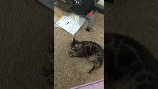 Baby Girl Being a Cat