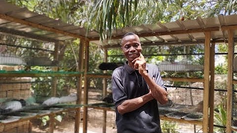 S3xing Rabbits🐇 - Gender Separation. A unique activity required for quality Organic meat production🍖