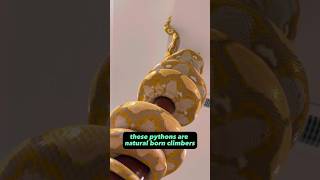 Celebrity Did you know GIANT PYTHON can climb?! Net Worth