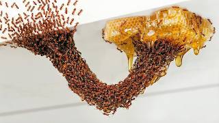 1,000 Ants vs. Obstacles