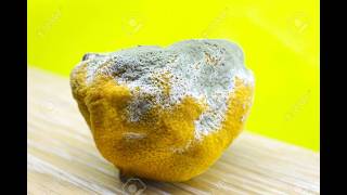 True Ending - Sour Lemon