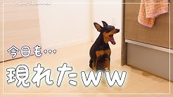 Mint Channel Youtube