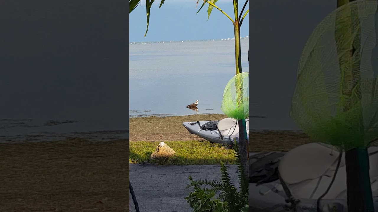 Osprey washing it's talons after a meal YouTube