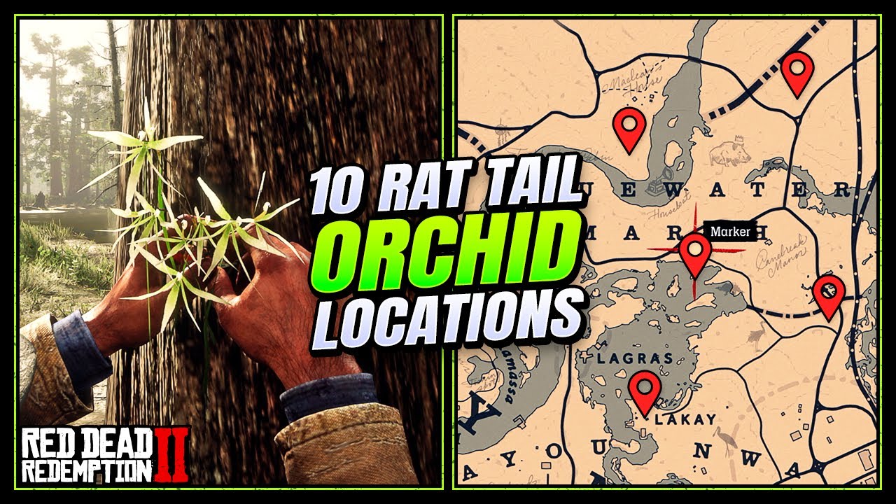 RDR2: Rat Tail Orchid Locations - FAST & EASY Guide (Duchesses & Other ...