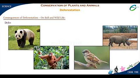 Conservation of Plants and Animals-Causes of Deforestation