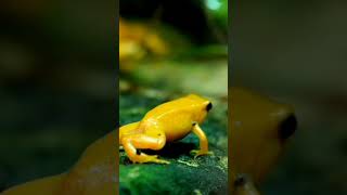 Cute Frogs/Frogs Short/The Most Beautiful Frogs/4k Ultra HD/Natural Scenes 4k/4k #shorts #viral