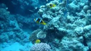 видео Красное море список рыб