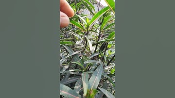 cây kim vàng công rụng chữa rắn độc vô cùng hiệu quả