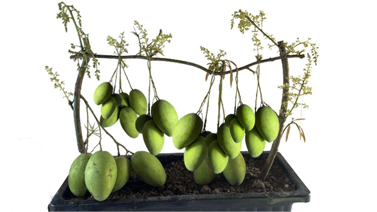 Best Skill Technique Grafting Mango Tree Growing Fast with Onion