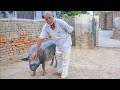 मुजफ्फरनगर के गाव में Neetya सूअर पालन !