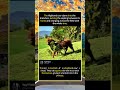 The Highland Cow vs. The Tree: A Brutal One-Sided Battle#foryou #fyp #animals#funny