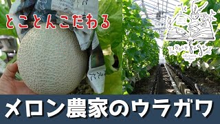 なんで温室メロンってあんなにめっちゃ高いの？そこには理由が…メロン農家の息子がその疑問に答えます！！