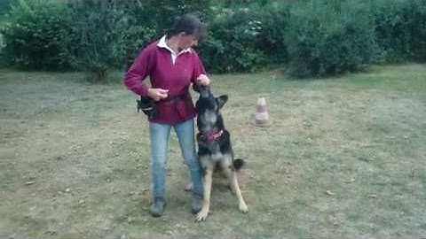 Freestyling Clicker training German Shepherd.