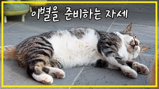 What I felt while taking care of stray cats by 배은망덕고양이들 81,517 views 12 days ago 18 minutes