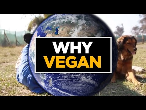 Why Vegan? [NOT-GRAPHIC]