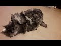 Maine coon cats mating