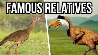 3 Modern Day Animals That Are The Closest Living Relatives Of Iconic Extinct Animals