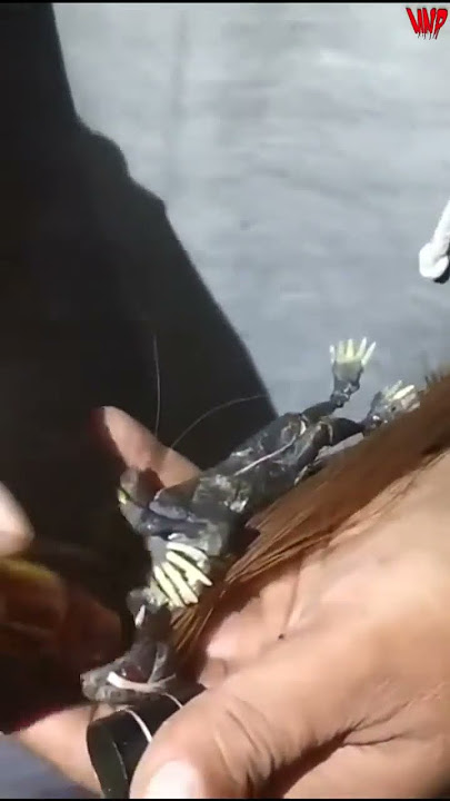 Penampakan Sosok Jenglot Batara Karang Berkepala Dua 💯