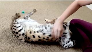 HOW TO PLAY WITH A SERVAL @LuxurySavannahs