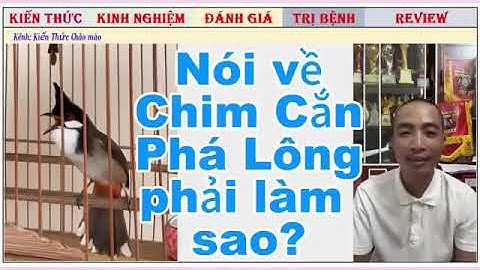 Nói về chim Vuốt và căn phá Lông mình/ Cách khắc phục
