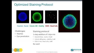 How to set-up a 3D spheroid assay using confocal imaging