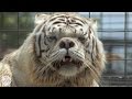 White tigers are not a real species