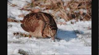 Eurasian Woodcock foraging in snow