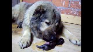 Caucasian Shepherd  Dogs ( Birth ) - IRINI DOGS,GR.