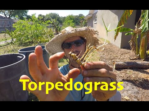 Video: Eliminering av torpedgräs - Lär dig hur du blir av med torpedgräs