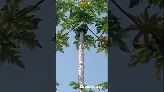 Банан прибудет через 2 месяца и 25 дней, но папайя ещё молодая,