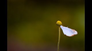 Pdt. Esra Alfred Soru : HARI-HARI YANG TAK MENYENANGKAN (Part 4)