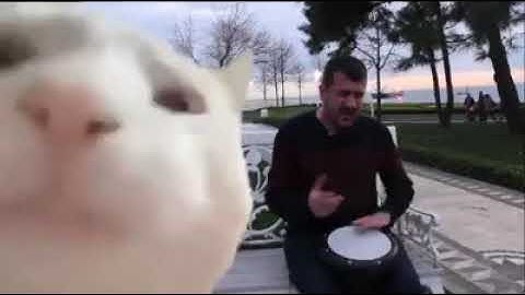 Cat Head Bobbing with Music 🤣 Ievan Polkka Sound